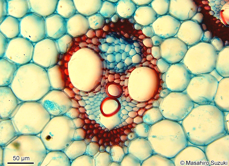 ススキの茎の維管束